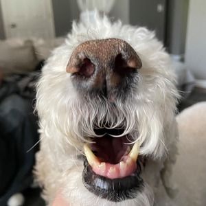 Meet your Posher, Maggie